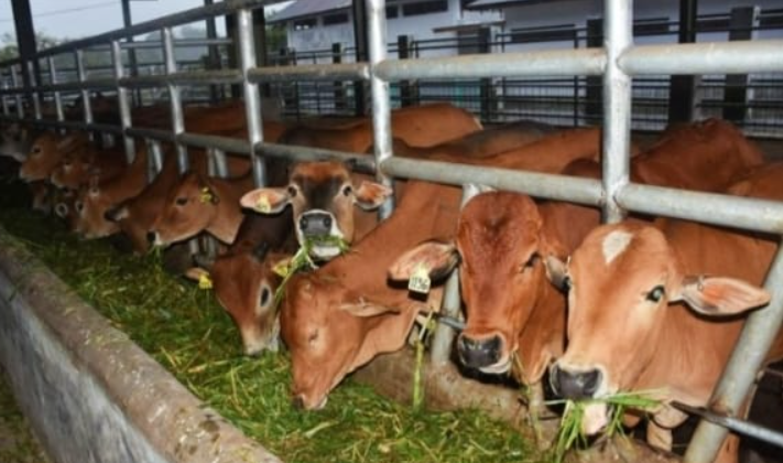 Inovasi Ghaffar Farm dalam Membangun Kemitraan Peternakan Sapi Berkelanjutan